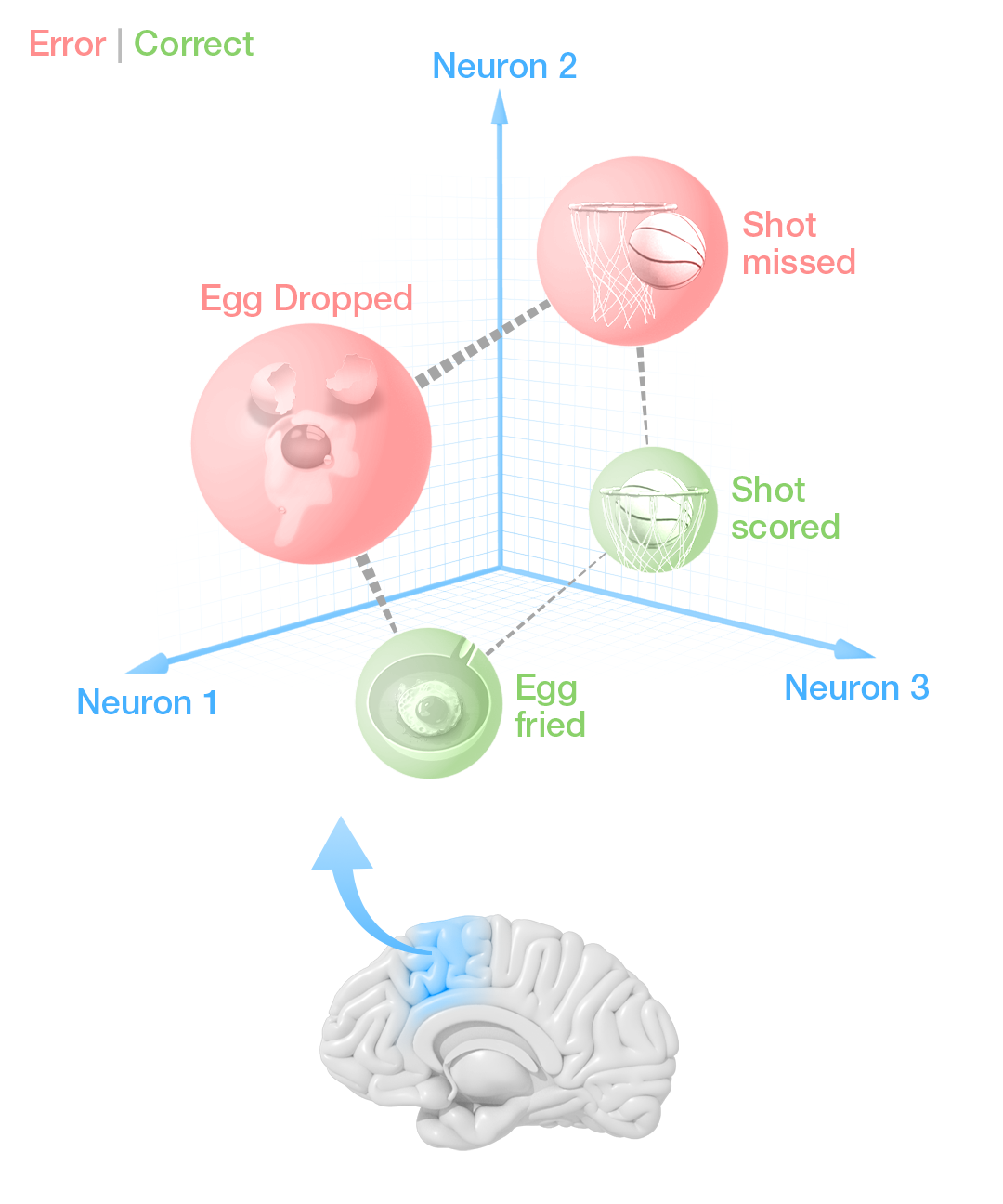 Neuronal recordings and brain regions involved in cognitive control.